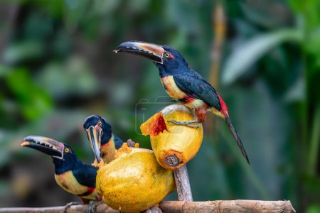 Foto de Pteroglossus torquatus es una especie de ave paseriforme de la familia Ramphastidae. La Fortuna, Volcán Arenal, Vida silvestre y observación de aves en Costa Rica. - Imagen libre de derechos