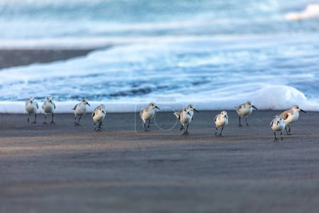 Foto de Flautista de arena occidental (Calidris mauri), pequeño pájaro playero. Manada de aves acuáticas de color gris. Tortuguero, Vida silvestre y observación de aves en Costa Rica. - Imagen libre de derechos