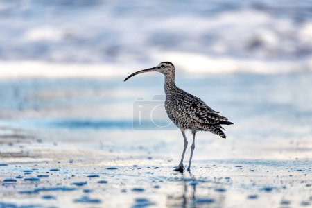 Photo for Eurasian or Common whimbrel (Numenius phaeopus), bird known as the white-rumped whimbrel in North America, wader in the large family Scolopacidae. Tortuguero, Wildlife and birdwatching in Costa Rica. - Royalty Free Image