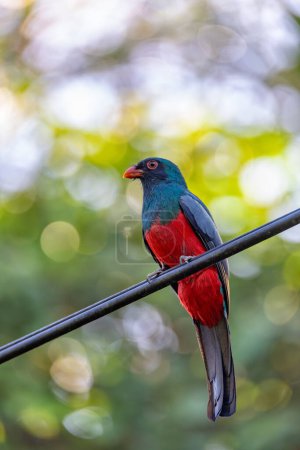 Photo for Slaty-tailed trogon (Trogon massena) is a near passerine bird in the family Trogonidae, the quetzals and trogons. Tortuguero, Wildlife and birdwatching in Costa Rica. - Royalty Free Image