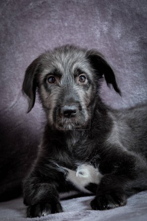 Photo for Cute female puppy of purebred Irish Wolfhound. Irish breed of large sighthound and one of the largest of all breeds of dog. - Royalty Free Image