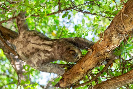 Photo for Three-toed or three-fingered sloths (Bradypus variegatus), arboreal neotropical mammals. Centenario Park (Parque Centenario) Cartagena de Indias, Colombia wildlife animal. - Royalty Free Image