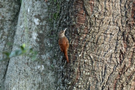 Crepúsculo de pico recto (Dendroplex picus), especie de ave de la subfamilia Dendrocolaptinae. Rionegro, departamento de Antioquia. Vida silvestre y observación de aves en Colombia