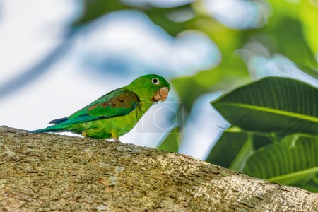 Orange-chinned parakeet (Brotogeris jugularis), known as Tovi parakeet, species of bird in subfamily Arinae. Rionegro, Antioquia department, Wildlife and birdwatching in Colombia.
