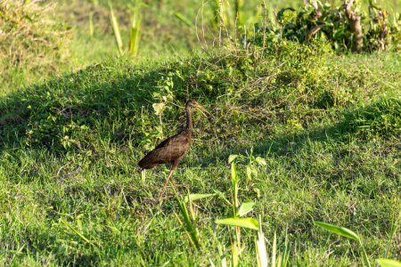 Limpkin (Aramus guarauna), también llamado carrao, courlan, y pájaro llorón, es un gran pájaro zancudo. Río Magdalena, Vida silvestre y observación de aves en Colombia.