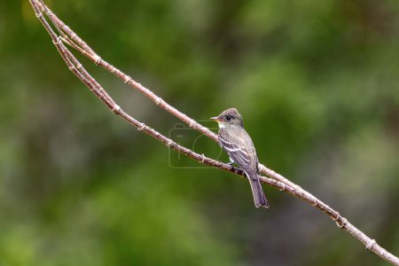 Eastern wood pewee (Contopus virens) is a small bird tyrant flycatcher from North America, Ecoparque Sabana, Cundinamarca department. Wildlife and birdwatching in Colombia