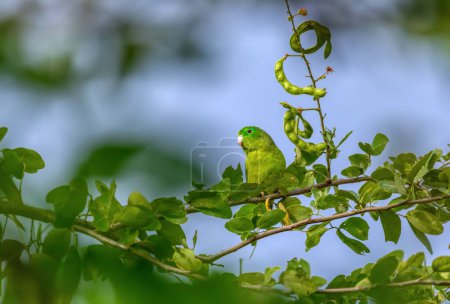 Spectacled parrotlet (Forpus conspicillatus), bird species of parrot in the family Psittacidae. Barichara, Santander department. Wildlife and birdwatching in Colombia