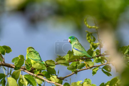 Forpus conspicillatus, especie de ave loro de la familia Psittacidae. Barichara, departamento de Santander. Vida silvestre y observación de aves en Colombia
