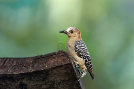 Red-crowned woodpecker (Melanerpes rubricapillus) is a species of bird in the subfamily Picinae of the woodpecker family Picidae. Rionegro, Antioquia department, Colombia.