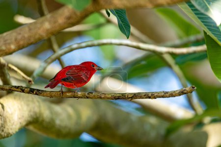 Summer tanager (Piranga rubra) is a medium-sized American songbird. Rionegro, Antioquia department, Wildlife and birdwatching in Colombia.