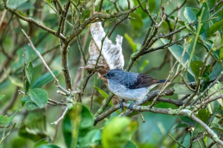 Foto de Tangara inornata es una especie de ave paseriforme de la familia Thraupidae. Rionegro, departamento de Antioquia, Observación de aves y vida silvestre en Colombia. - Imagen libre de derechos
