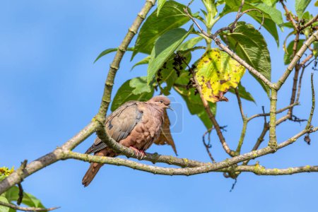 Foto de Paloma oreja (Zenaida auriculata), pájaro paloma del Nuevo Mundo. Ecoparque Sabana, departamento de Cundinamarca. Vida silvestre y observación de aves en Colombia. Vida silvestre y observación de aves en Colombia - Imagen libre de derechos