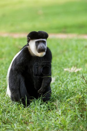 Guereza manto (Colobus guereza), mono conocido simplemente como la guereza, el colobo blanco y negro oriental, o el colobo blanco y negro abisinio. Lago Awassa, Etiopía, África fauna