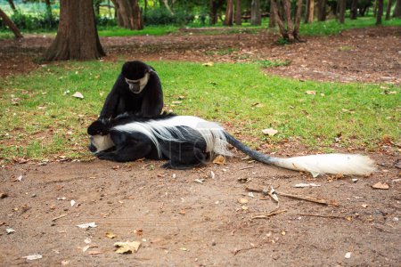 Téléchargez les photos : Guereza mantelé (Colobus guereza), singe connu simplement comme le guereza, le colobus noir et blanc oriental, ou le colobus noir et blanc abyssinien. Lac Awassa, Ethiopie, Afrique - en image libre de droit