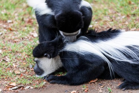 Guereza manto (Colobus guereza), mono conocido simplemente como la guereza, el colobo blanco y negro oriental, o el colobo blanco y negro abisinio. Lago Awassa, Etiopía, África fauna