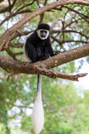 Guereza mantelé (Colobus guereza), singe connu simplement comme le guereza, le colobus noir et blanc oriental, ou le colobus noir et blanc abyssinien. Lac Awassa, Ethiopie, Afrique