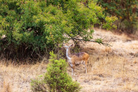 Weibchen des seltenen endemischen Menelik-Buschbocks (Tragelaphus scriptus meneliki) versteckt sich im Busch, Antilope im Simien-Gebirge, Äthiopien, afrikanische Wildnis