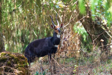 Endemic animals Menelik Bushbuck (Tragelaphus scriptus menelik) in natural habitat, Bale Mountain, Ethiopia,