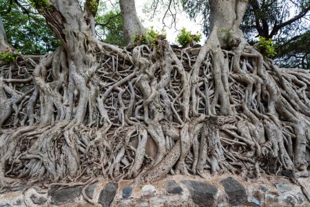 Tangle de raíces masivas en el recinto real Fasil Ghebbi Fasilides Baño - Fasilides Piscina. Lista del Patrimonio Mundial de la UNESCO. Gondar ciudad, Gonder, Famosa arquitectura africana.