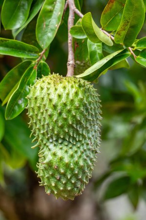 Soursop, genannt Graviola, Guyabano und in Lateinamerika Guanabana. Frucht von Annona muricata, einem breitblättrigen, blühenden immergrünen Baum. Magdalena Department, Kolumbien