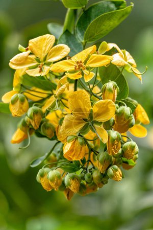 fistule Cassia, connu sous le nom de douche dorée, purge cassia, laburnum indien, Kani Konna ou pudding-pipe arbre. Plante à fleurs de la famille des Fabaceae. Département de Santander, Colombie