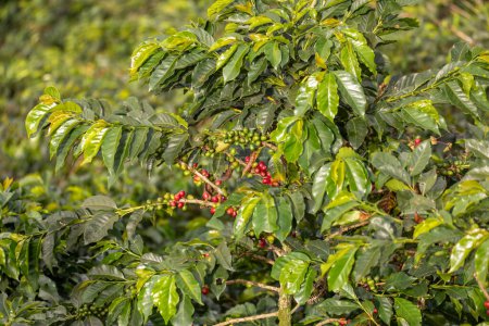 Coffea arabica, known as the Arabica coffee, species of flowering plant in the coffee and madder family Rubiaceae. Antioquia department, Colombia
