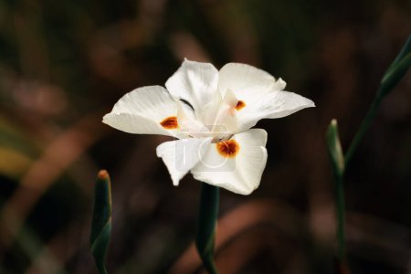 Diètes bicolores, l'iris africain, lys de quinze jours ou fleur d'iris sauvage jaune. Plante vivace rhizomateuse formant des touffes. Guasca, département de Cundinamarca, Colombie