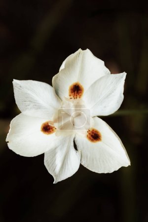 Diètes bicolores, l'iris africain, lys de quinze jours ou fleur d'iris sauvage jaune. Plante vivace rhizomateuse formant des touffes. Guasca, département de Cundinamarca, Colombie