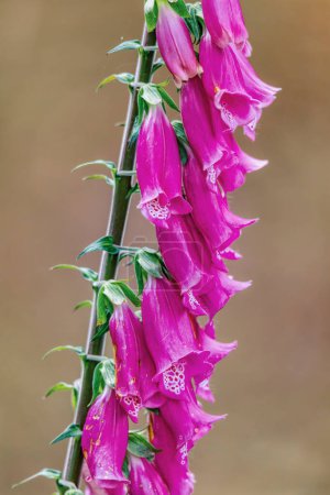 Photo for Digitalis thapsi flower, called mullein foxglove. Flowering plant in the genus Digitalis. Sesquile, Cundinamarca Department, Colombia - Royalty Free Image