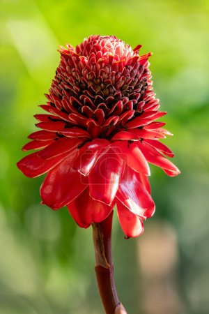 Etlingera elatior, Blume, bekannt als Fackel-Ingwer, Ingwerblüte, rote Ingwerlilie, Fackelblume, Fackellilie, wilder Ingwer. Santander, Kolumbien