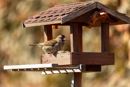 Photo for House sparrow (Passer domesticus) in bird feeder in winter garden, bird of the sparrow family Passeridae. European bird wildlife, Czech republic - Royalty Free Image