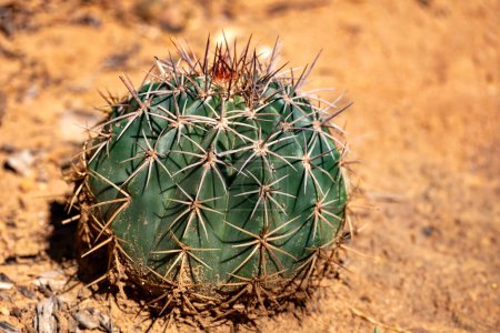 Melocactus curvispinus, known as the Turks cap cactus, or Popes head cactus. La Guajira department, Colombia
