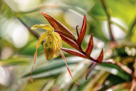 Phragmipedium longifolium, Blütenart der Orchidee. Kräuter, die in den Küstenregionen und den Anden heimisch sind. Magdalena Department, Kolumbien