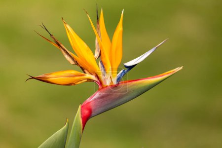 Foto de Strelitzia reginae, comúnmente conocida como la flor grulla, ave del paraíso, o isiguda en Nguni, especie de planta con flores. Departamento de Quindio, Colombia - Imagen libre de derechos