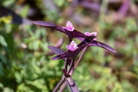 Tradescantia pallida, species of spiderwort flower. Commonly called purple secretia, purple-heart or purple queen. Santander department, Colombia