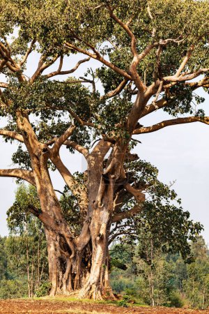 Majestuoso árbol hueco etéreo muy viejo en la región de Amhara, Etiopía.