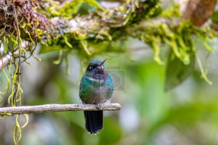 Turmaline sunangel (Heliangelus exortis), especie de colibrí en las coquetas, tribu Lesbiini de la subfamilia Lesbiinae. Guatavita, departamento de Cundinamarca. Vida silvestre y observación de aves en Colombia