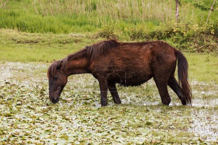 Des chevaux émaciés cherchent de la nourriture dans les zones humides d'Amhara, soulignant les dures réalités de la région. Région d'Amhara, Éthiopie
