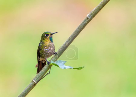 Tyrian metaltail (Metallura tyrianthina), species of hummingbird in subfamily Lesbiinae, the brilliants and coquettes. Lake Guatavita, Cundinamarca department. Wildlife and birdwatching in Colombia