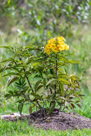 Tecoma stans, flower yellow trumpetbush, yellow bells or yellow elder. Species of flowering perennial shrub in the trumpet vine family, Bignoniaceae. Tocancipa, Cundinamarca Department, Colombia