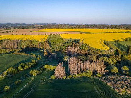 Drone survole la campagne avec un champ de blé vert. Région montagneuse avec forêt. Jour de printemps chaud et ensoleillé. Vue aérienne paysage. Beau paysage rural. République tchèque