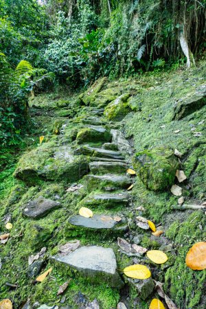 Stone stairs in hidden ancient ruins of Tayrona civilization Ciudad Perdida in heart of the Colombian jungle Lost city of Teyuna. Santa Marta, Sierra Nevada mountains, Colombia wilderness