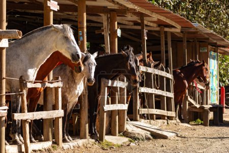 Pferdestation im Unterhaltungszentrum im Valle del Cocora Tal mit hohen Wachspalmen. Salento, Departement Quindio. Reiseziel Kolumbien.