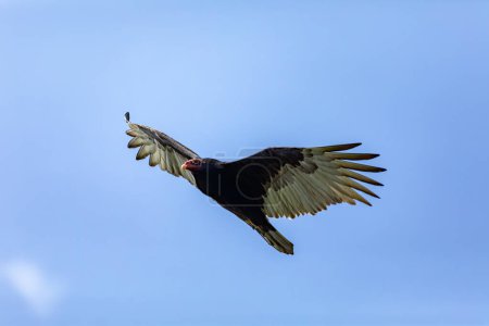 Flying Turkey vulture (Cathartes aura), most widespread of the New World vultures in the genus Cathartes of the family Cathartidae. La Guajira Department. Wildlife and birdwatching in Colombia.