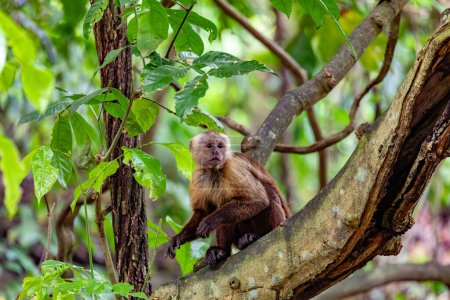 Varied white-fronted capuchin (Cebus versicolor), species of gracile capuchin monkey. Tayrona National Park, Magdalena department. Colombia wildlife.