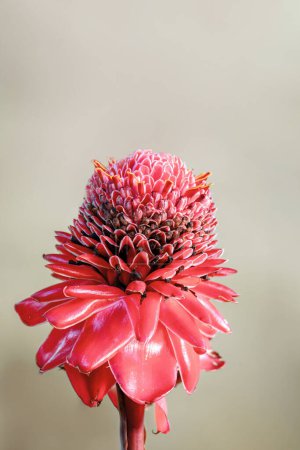 Etlingera elatior, fleur connue sous le nom de gingembre torche, fleur de gingembre, lys roux, torchflower, lys torche, gingembre sauvage. Département de Santander, Colombie