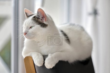 Photo for Cute white cat lying in grey armchair at home and looks out the windo - Royalty Free Image