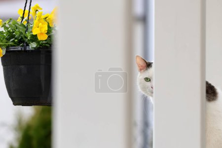 Photo for Cute white cat is watching and lurking behind the fenc - Royalty Free Image