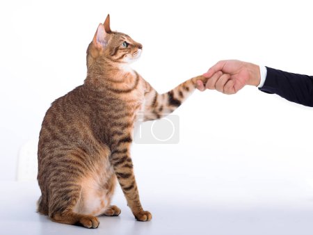 Photo for Cat handshaking with business man - Royalty Free Image