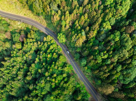 Photo for Aerial view asphalt road and green forest - Royalty Free Image